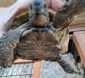 Hermanns : Male approx 17 years old (Herman)